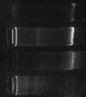 image of electrophoresis of 16s DNA amplicons