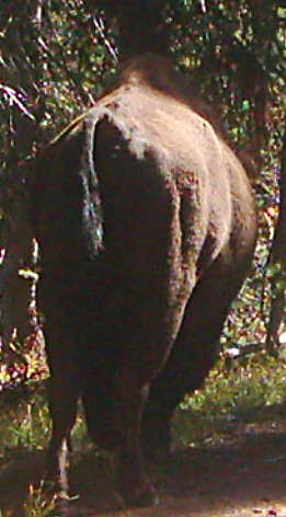 The northern end of a south-bound bison