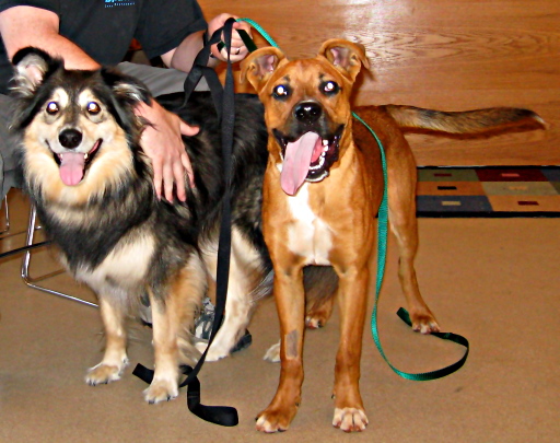 Cornelia and Monk(eymutt), the Laser Dogs