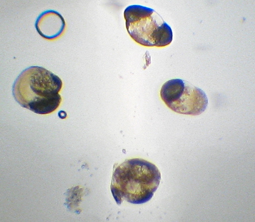 Apparently individual pollen grains from the Lyreleaf Sage