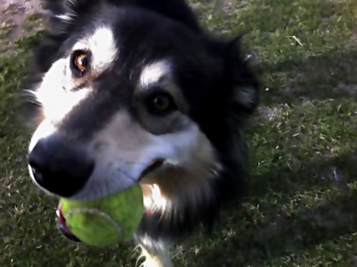 Cornelia the Happy Mutt with a tennis ball