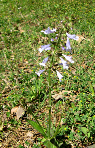 Lyreleaf Sage Flowers