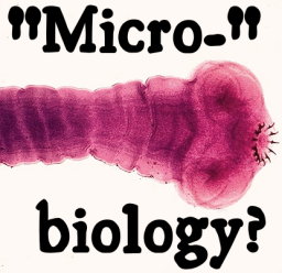 A tapeworm: Since when does 30-36 feet long count as 'micro'???
